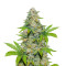 Durban Poison Autoflower (Herbies Seeds)