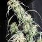 Graines de cannabis Durban regular (Sensi Seeds)