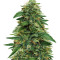 Gorilla (GG#4 Original Glue) feminized seeds