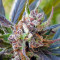 Haze x Kali China (Ace Seeds)