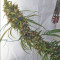 Haze x Kali China (Ace Seeds)