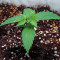 Lemon AK Auto (Fast Buds)