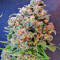Mind Can'trol (Dr. Krippling Seeds)