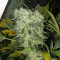 NYC Diesel Seeds