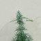 Orient Express feminized seeds