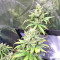 Pakistan Chitral Kush Seeds
