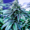 Panama D.C. Regular (CannaBioGen)