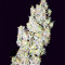 Ripley's OG Auto strain