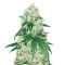 Stardawg (Herbies Seeds)