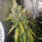 Super Skunk Seeds (Seedstockers)