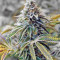 Semi femminizzati Sweet Valley Kush x Amnesia x Dosidos