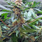 White Critical (White Widow +) feminized seeds (Original Sensible Seeds)