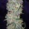Graines de cannabis White Label Jack Herer Regular (White Label)