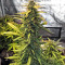 Bruce Banner Auto feminized seeds