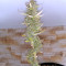 Girl Scout Cookies Autoflower feminized seeds