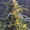 King’s Kush Auto CBD (GHS)