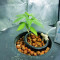 Original Glue (Nirvana Seeds)