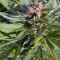 Pumpkin Kush Seeds