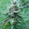 Venta de LSD Auto (Barney's Farm) | Semillas de marihuana feminizadas