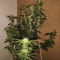 Blackberry Moonrocks Seeds (AlphaFem Seeds) - Cannabis Strain Seeds for Sale