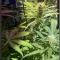 Tangie'matic Seeds
