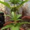 West Coast O.G. Seeds