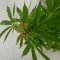 Glue Sherbert Seeds (AlphaFem Seeds) - Cannabis Strain Seeds for Sale