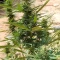 CBD Lemon Seeds from Herbies Seeds - Cannabis Strain Seeds for Sale