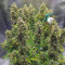Venta de Auto Ultimate (Dutch Passion) | Semillas de marihuana feminizadas