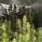 Strawberry Pie Seeds - Cannabis Strain Seeds for Sale