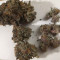 Vente de graines de cannabis Blue Sunset Sherbert (Barney’s Farm)
