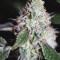 Buy Sugar Bomb Punch feminized seeds by Dutch Passion