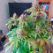 Gorilla Cookies Seeds