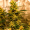Lemon AK Seeds
