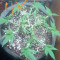 Achetez des graines féminisées Grandmommy Purple par Herbies Seeds