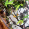 Vente de graines de cannabis Dark Devil Auto (Sweet Seeds)