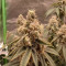Achetez des graines féminisées Grandmommy Purple par Herbies Seeds