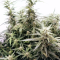 Buy Auto Brooklyn Sunrise feminized seeds by Dutch Passion