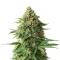 9 Pound Hammer Seeds