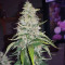 Acapulco Gold Seeds