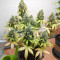 Amnesia Auto