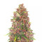 C4 Auto (Fast Buds)