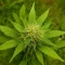 CBG Mamba Negra Seeds