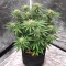 Ceres Kush Seeds