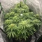 Chemdog Gorilla (Expert Seeds)