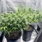 Cinderella 99 Feminized Seeds (Brothers Grimm Seeds)