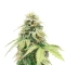 Semi femminizzati di Crème De la Chem Auto