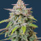 Semi Femminizzati Forbidden Runtz Auto (Fast Buds)