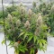 Fugue State Auto (Mephisto Genetics)