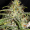Graines de cannabis GG#4 Original Glue Auto (Original Sensible Seeds)
